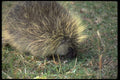 006029 Porcupine Foraging A4 Photo Print