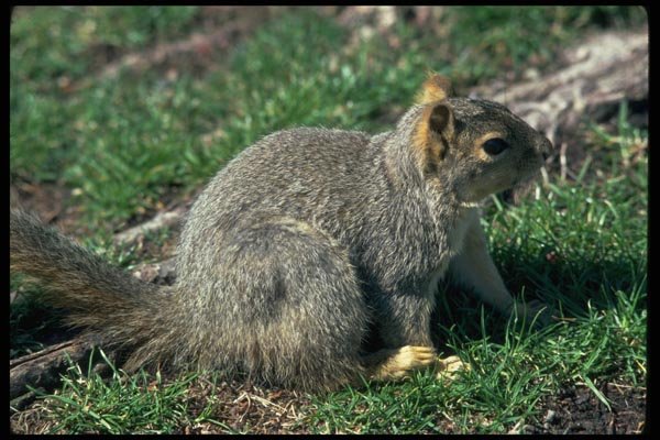 006030 Red Tree Squirrel A4 Photo Print