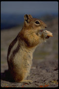 006031 Chipmunk Standing And Eating, Profile A4 Photo Print