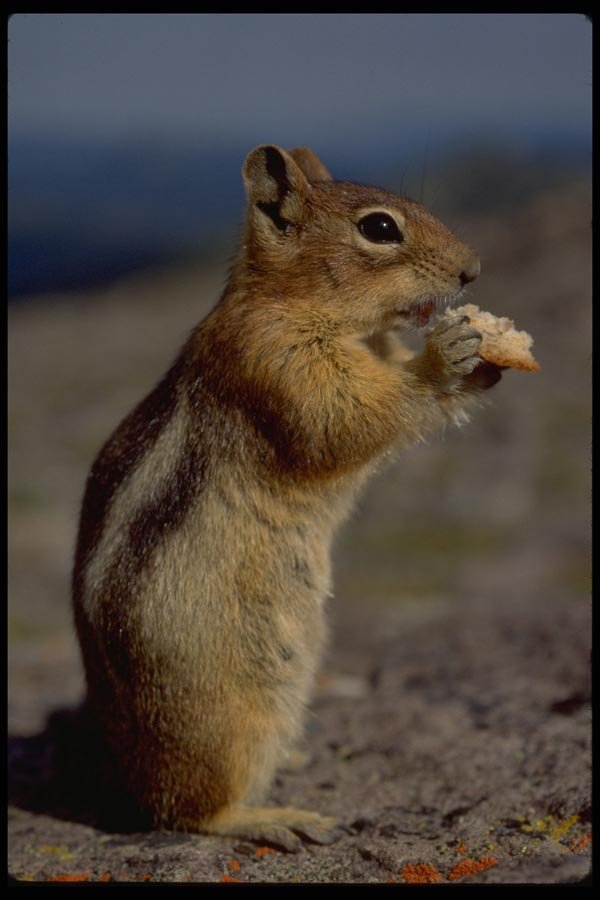 006031 Chipmunk Standing And Eating, Profile A4 Photo Print