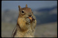 006032 Chipmunk Standing, Frontal A4 Photo Print