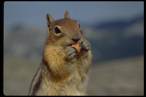 006032 Chipmunk Standing, Frontal A4 Photo Print