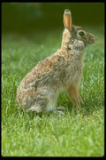 006033 Cottontail Rabbit A4 Photo Print