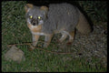 006034 Island Fox A4 Photo Print