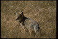 006035 Coyote In Dry Grass A4 Photo Print