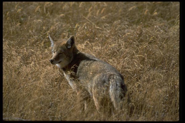 006035 Coyote In Dry Grass A4 Photo Print