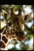 006036 Giraffe Head A4 Photo Print