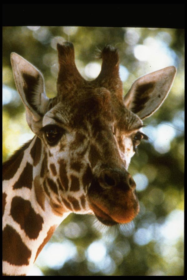 006036 Giraffe Head A4 Photo Print