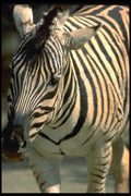 006037 Zebra, Frontal A4 Photo Print