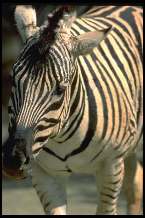 006037 Zebra, Frontal A4 Photo Print