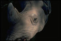 006038 White Rhinoceros Head A4 Photo Print