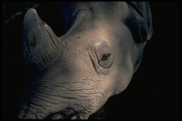 006038 White Rhinoceros Head A4 Photo Print