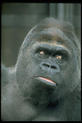 006039 Gorilla Head A4 Photo Print