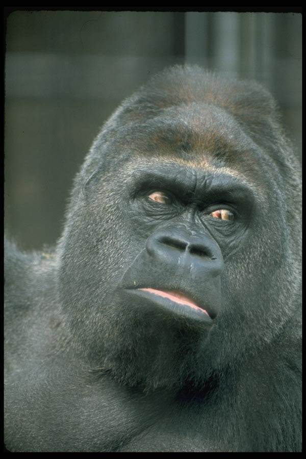 006039 Gorilla Head A4 Photo Print
