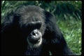 006040 Chimpanzee A4 Photo Print