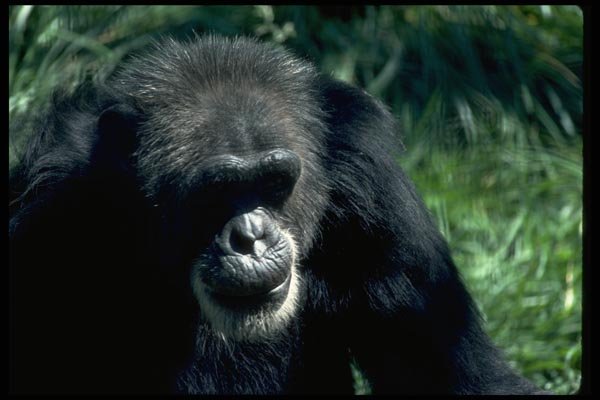 006040 Chimpanzee A4 Photo Print