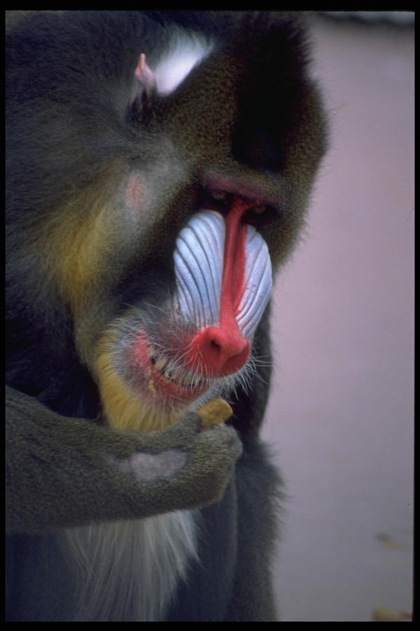 006041 Mandrill Head A4 Photo Print