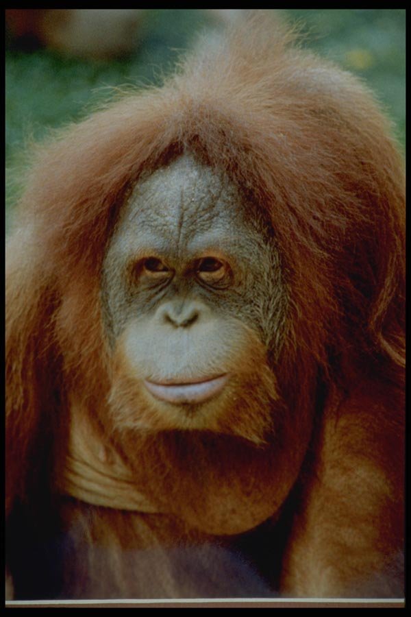 006042 Pensive Orang utan Face A4 Photo Print