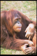 006043 Orang utan Reclining A4 Photo Print