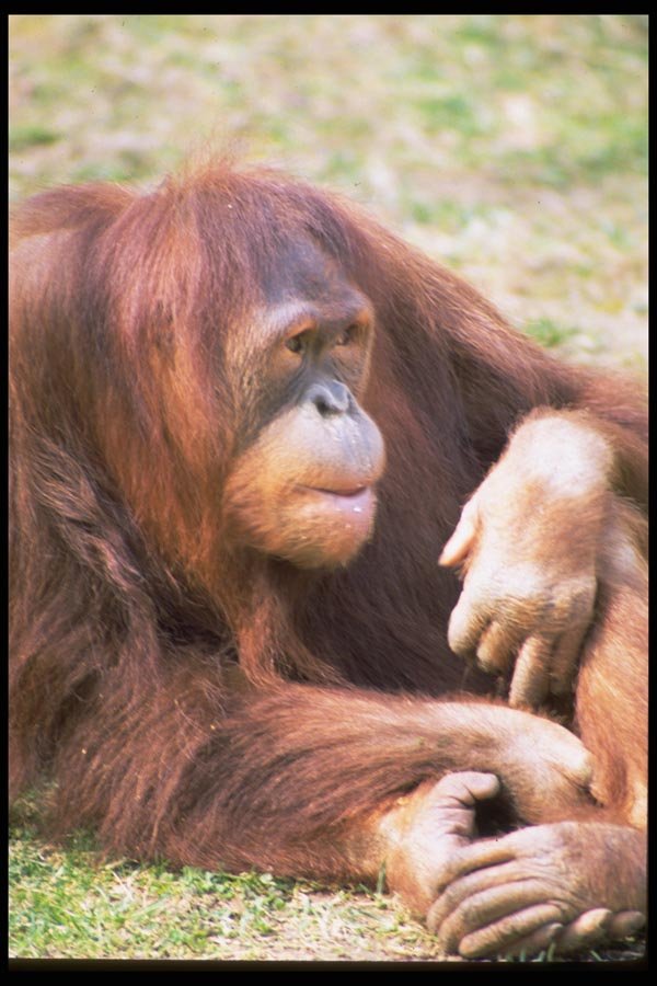 006043 Orang utan Reclining A4 Photo Print