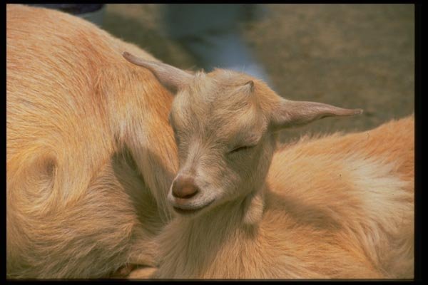 006044 Baby Goat A4 Photo Print