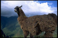 006045 Llama In Peruvian Mountains A4 Photo Print