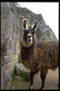 006046 Llama In Peruvian Ruins A4 Photo Print