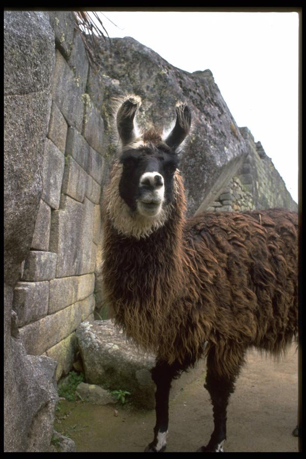 006046 Llama In Peruvian Ruins A4 Photo Print