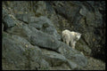 006047 Rocky Mountain Goat In Rocks A4 Photo Print