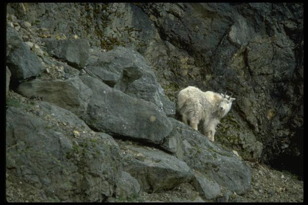 006047 Rocky Mountain Goat In Rocks A4 Photo Print
