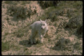 006048 Baby Rocky Mountain Goat A4 Photo Print