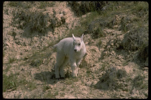 006048 Baby Rocky Mountain Goat A4 Photo Print