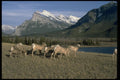 006049 Flock Of Horned Sheep, Mountains Behind A4 Photo Print