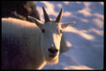 006050 Rocky Mountain Goat Head A4 Photo Print
