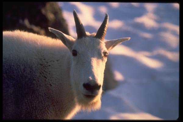 006050 Rocky Mountain Goat Head A4 Photo Print