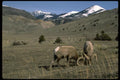 006051 Two Bighorn Sheep Rams A4 Photo Print