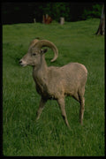 006052 Young Bighorn Sheep Rams A4 Photo Print