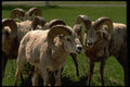 006053 Group Of Bighorn Sheep Rams A4 Photo Print