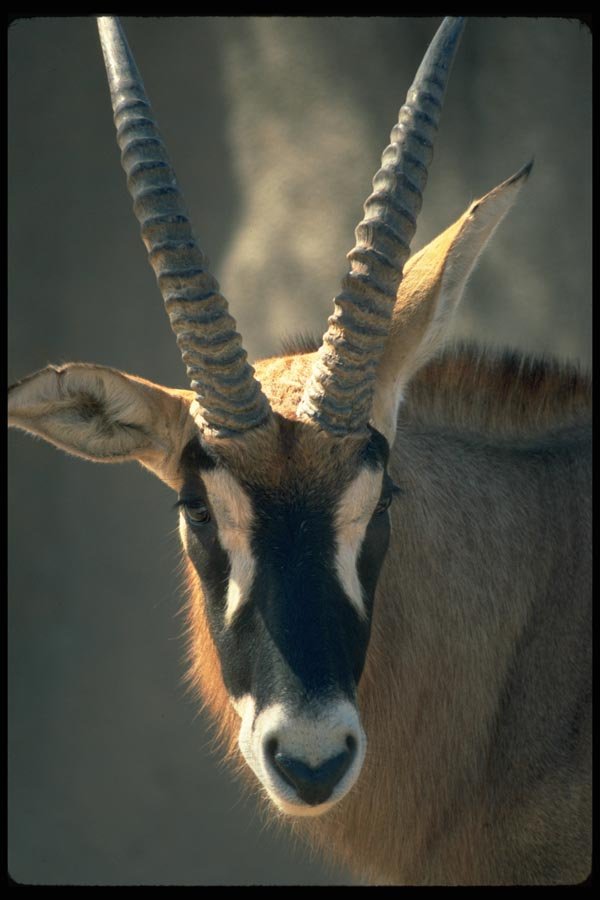 006054 Roan Antelope Head A4 Photo Print