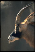 006055 Roan Antelope, Left Profile A4 Photo Print