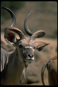 006056 Greater Kudu A4 Photo Print