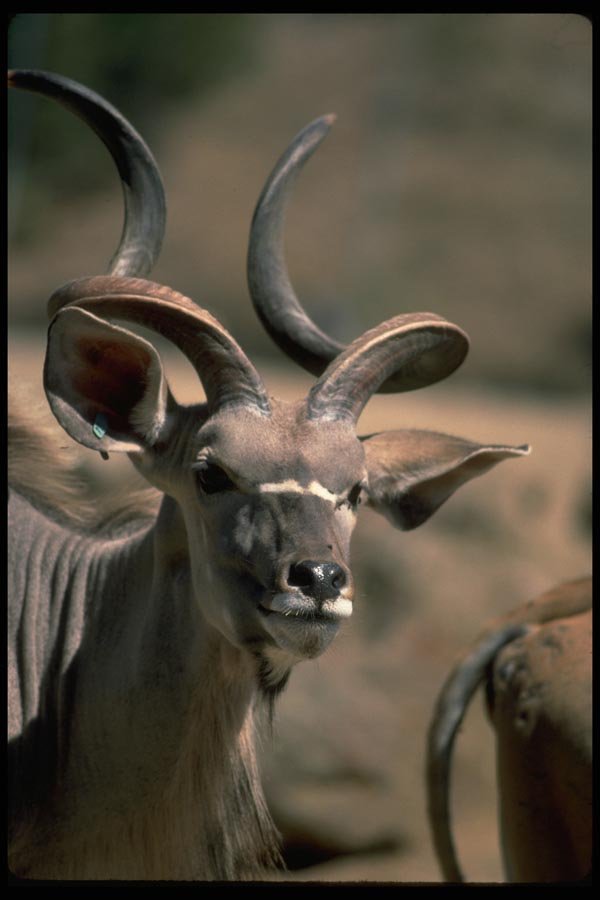 006056 Greater Kudu A4 Photo Print