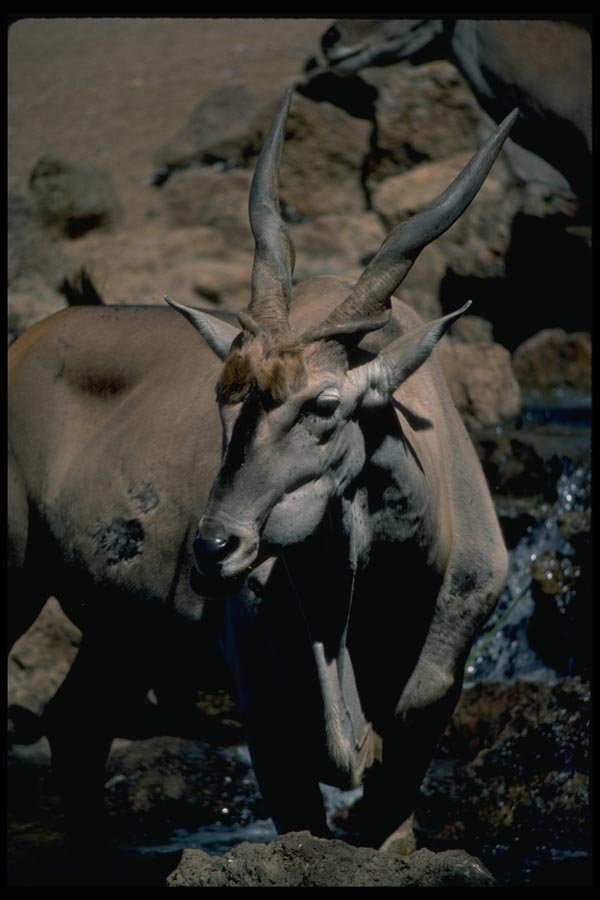 006057 Antelope A4 Photo Print