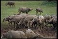 006058 Water Buffalo On Bank A4 Photo Print