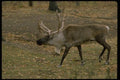 006059 Caribou A4 Photo Print