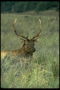 006060 Roosevelt Elk Resting In Grass A4 Photo Print