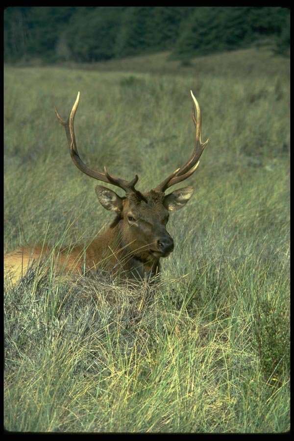 006060 Roosevelt Elk Resting In Grass A4 Photo Print