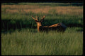 006061 Young Bull Elk A4 Photo Print