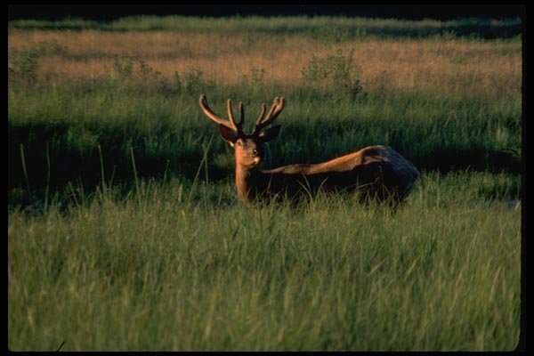 006061 Young Bull Elk A4 Photo Print