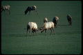 006062 Elk Fighting A4 Photo Print